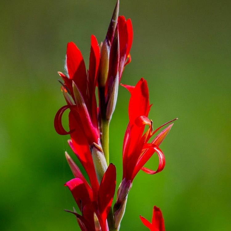 Canna plant with bold leaves and bright flowers