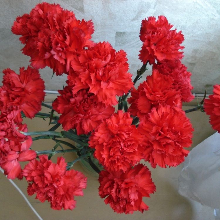 Red Carnation blooms 