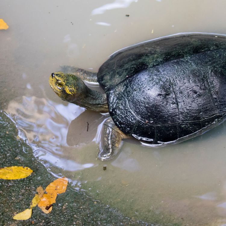 Small turtle walking in a pond