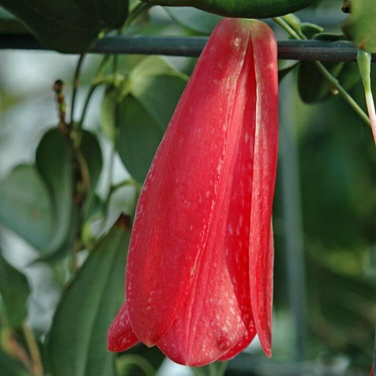 National Flower of Chile-Copihue