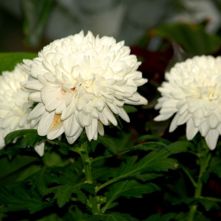 Chrysanthemum flowers with dense layered rounded petals