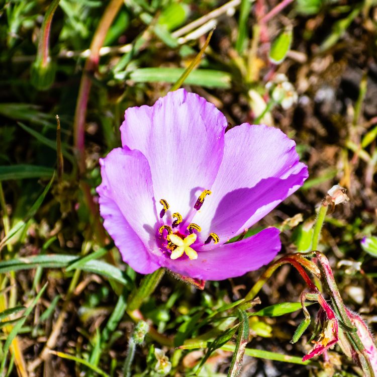 Pink Clarkia wildflower named after explorer William Clark