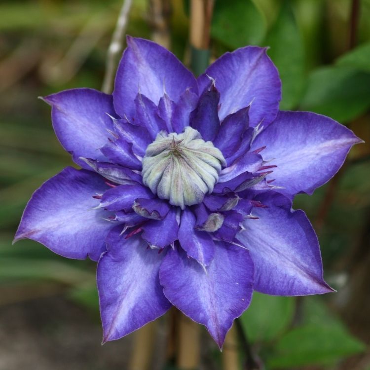 Clematis flower climbing with star shaped blooms