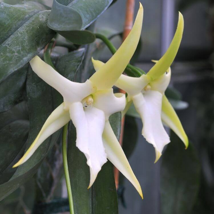 National Flower of Colombia-Christmas Orchid
