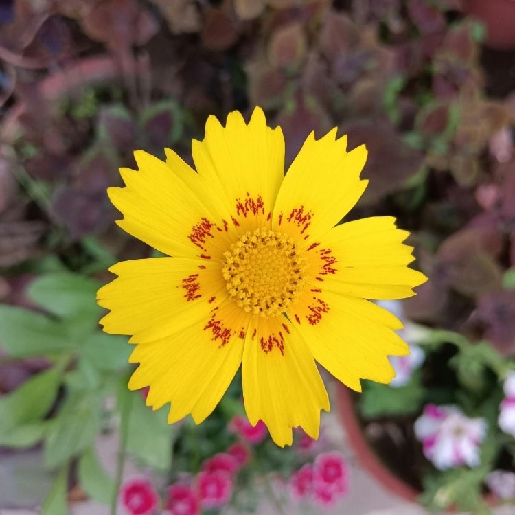Yellow Coreopsis flower