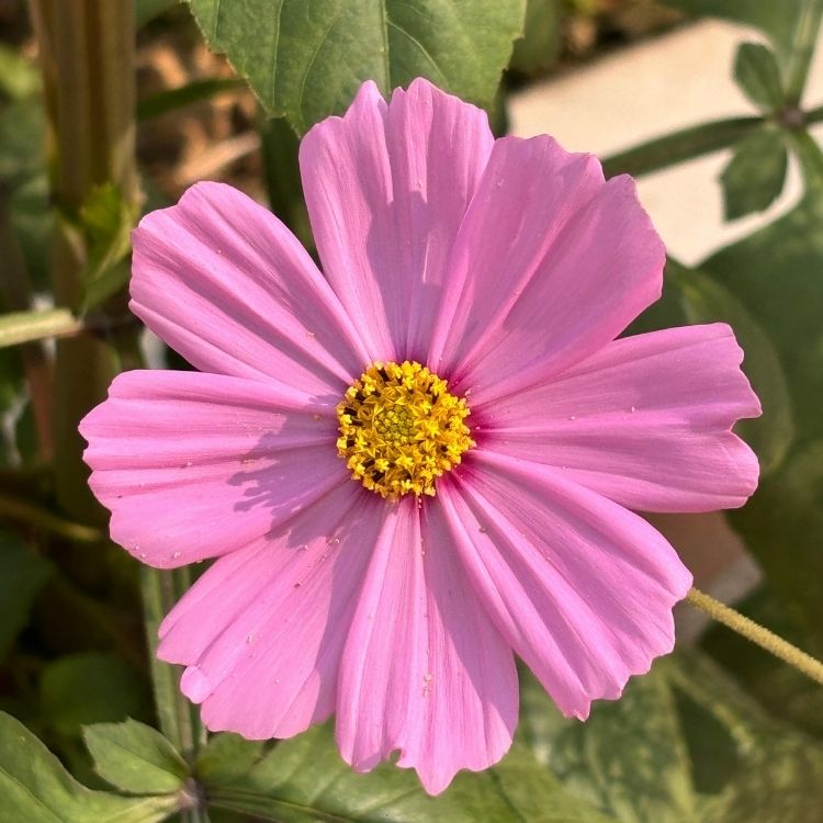 Cosmos flower with thin petals and airy look