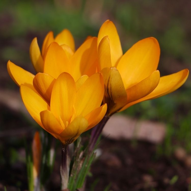 Crocus flower emerging early in spring season