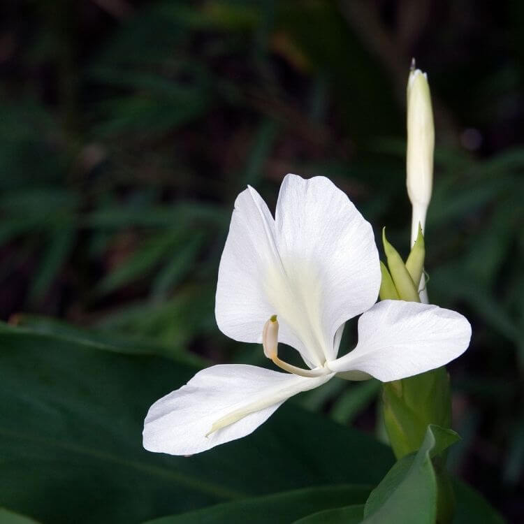 Cuba's National Flower-Butterfly Jasmine