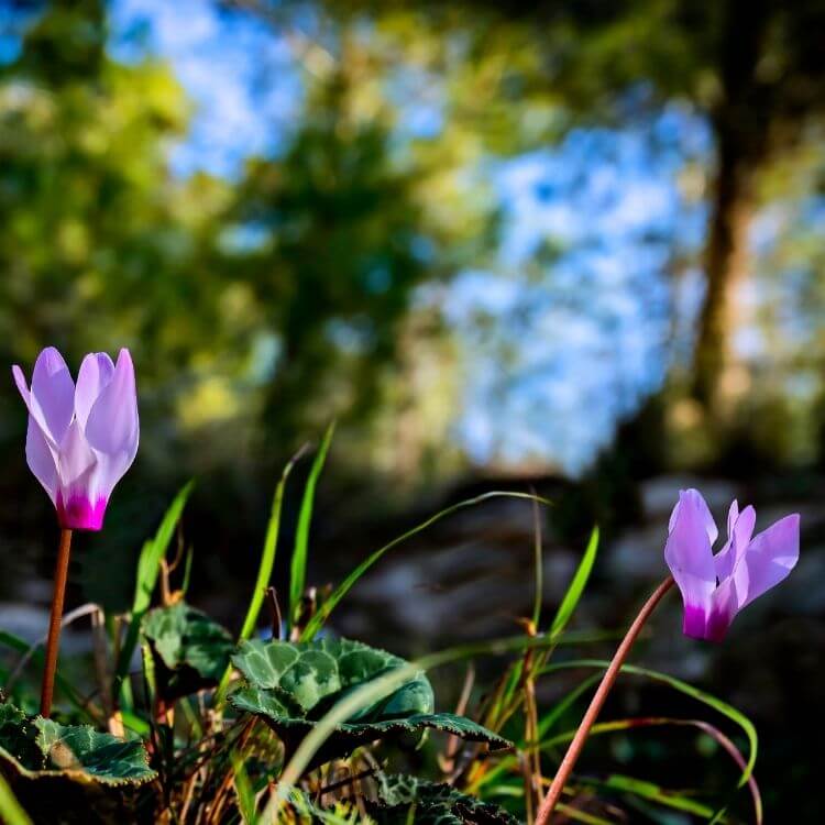 National Flower of Cyprus-Cyprus Cyclamen