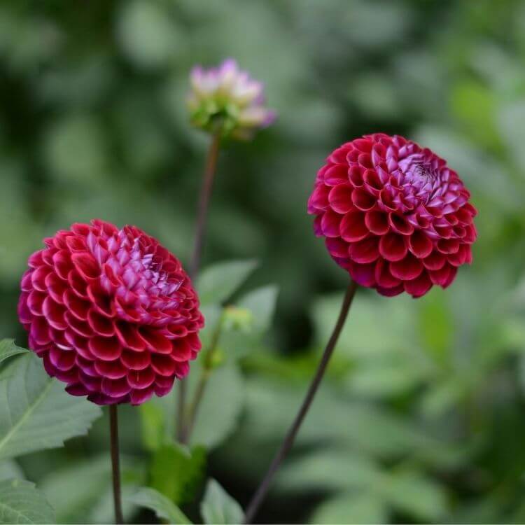 Large red dahlia flowers-A to Z Flowers