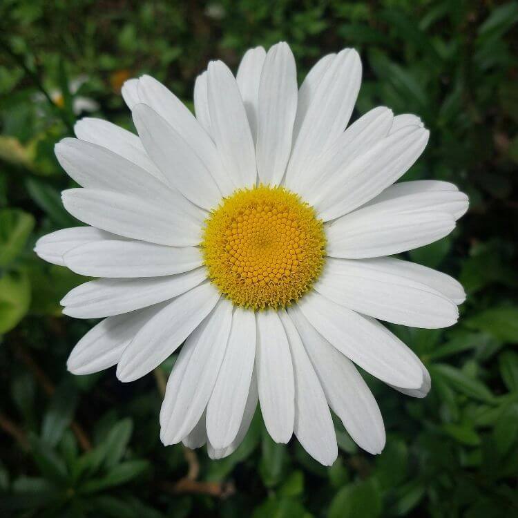 White daisy with yellow center