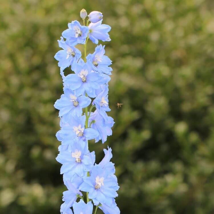 Tall blue delphinium flower spikes