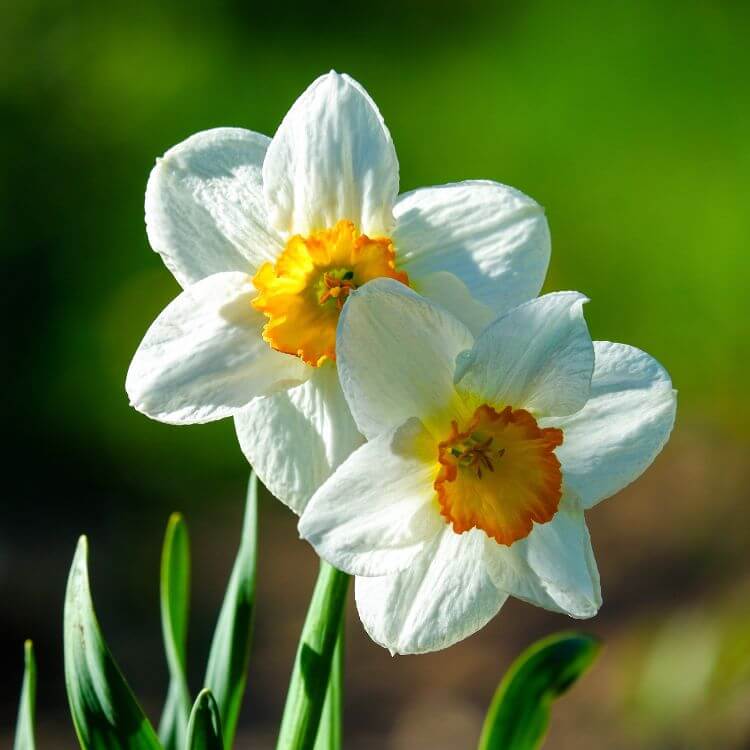 Blooming daffodils with naturalized growth, showing yellow trumpet-shaped flowers