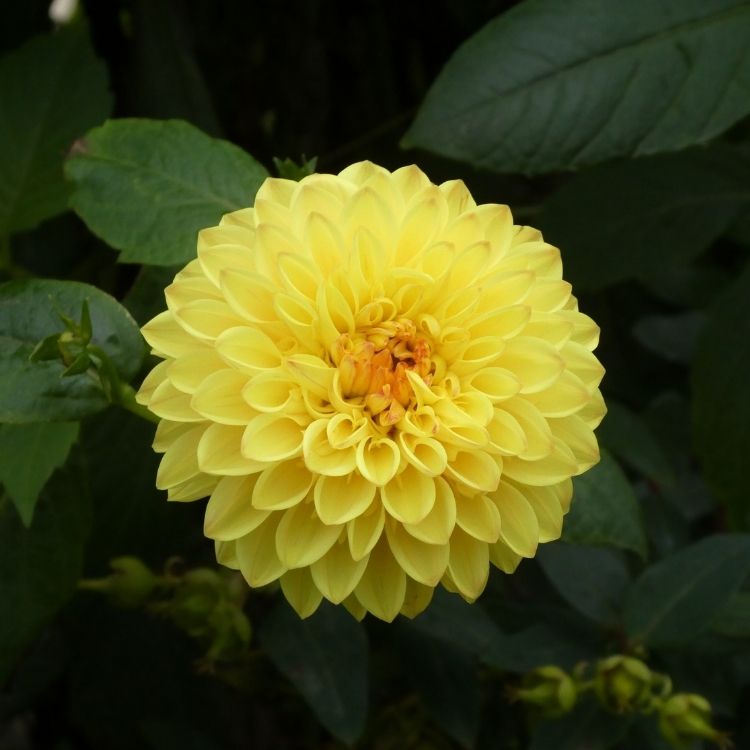 Dahlia flower showing perfect geometric petal pattern