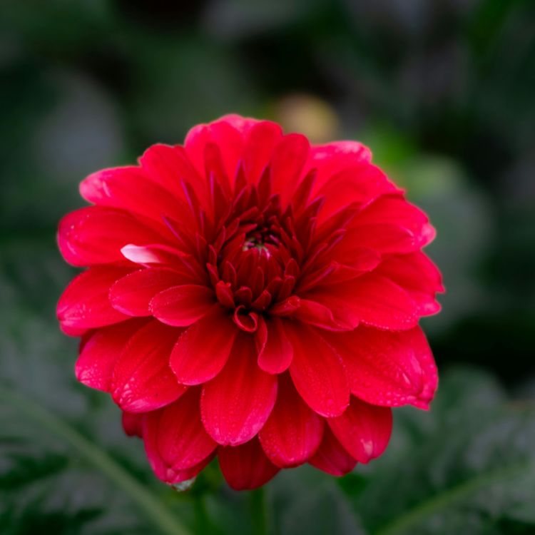 Red dahlia flower in full bloom