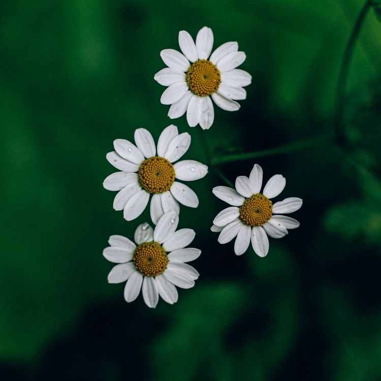 Simple daisy flowers with white petals and yellow center