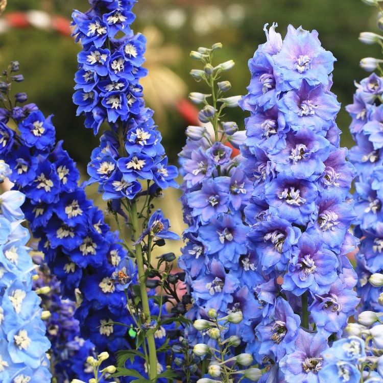 Delphinium flower spikes in deep blue shades