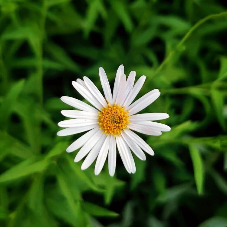 National Flower of Denmark-Marguerite Daisy