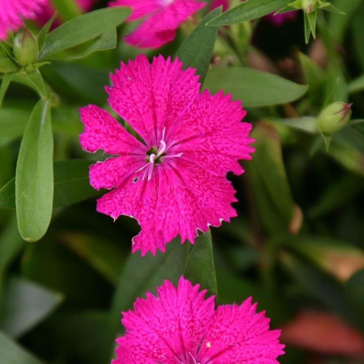 Dianthus flower with finely fringed petal edges