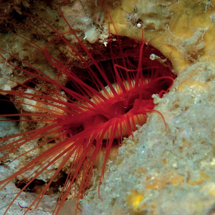 Flashing clam in ocean water