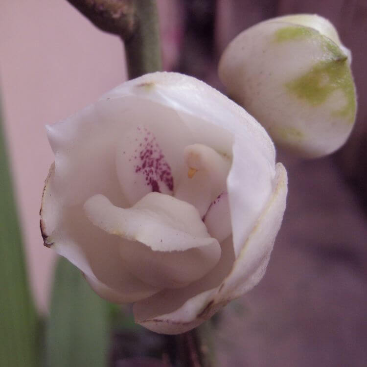 Dove Orchid showing petals shaped like a small white dove in bloom