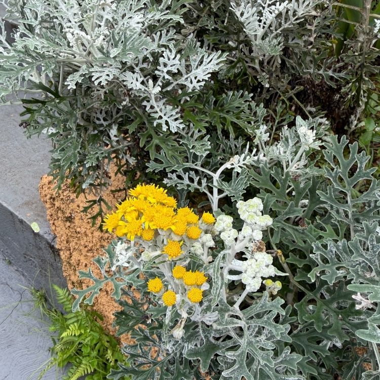 Dusty miller plant with soft silver leaves
