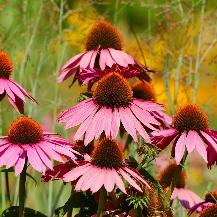Echinacea flower with raised cone shaped center