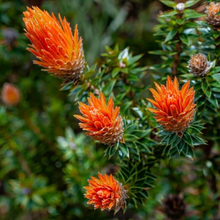 National Flower of Ecuador-Chuquiragua