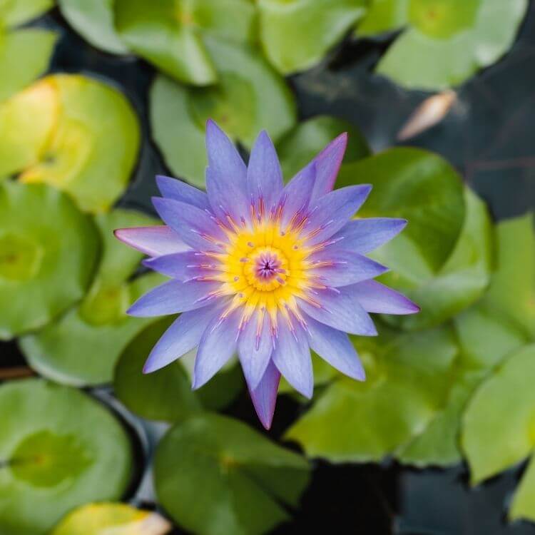 Egypt's National Flower-Egyptian Lotus