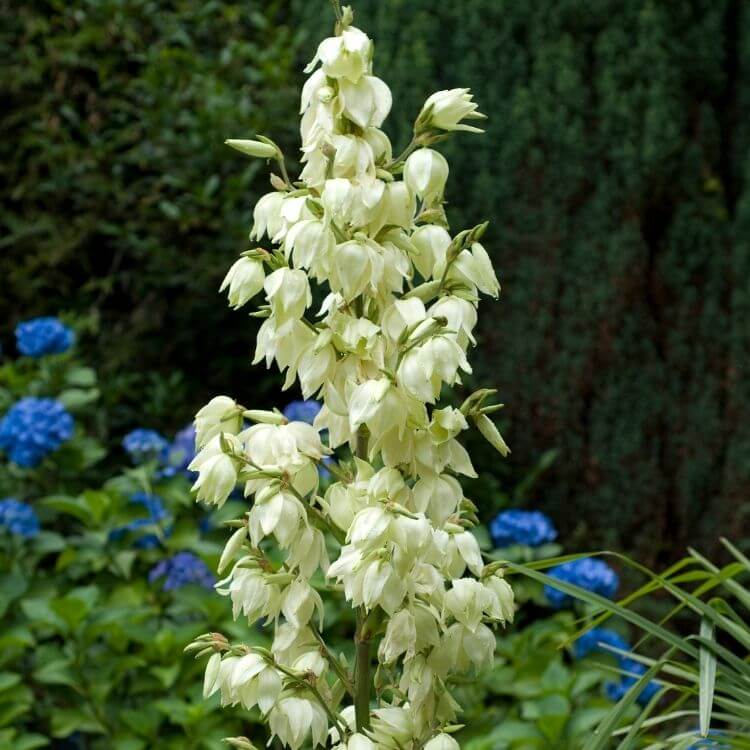 National Flower of Ecuador-Flor de Izote