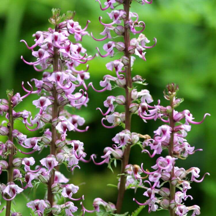 Elephant Flower shaped like a small elephant head with trunk