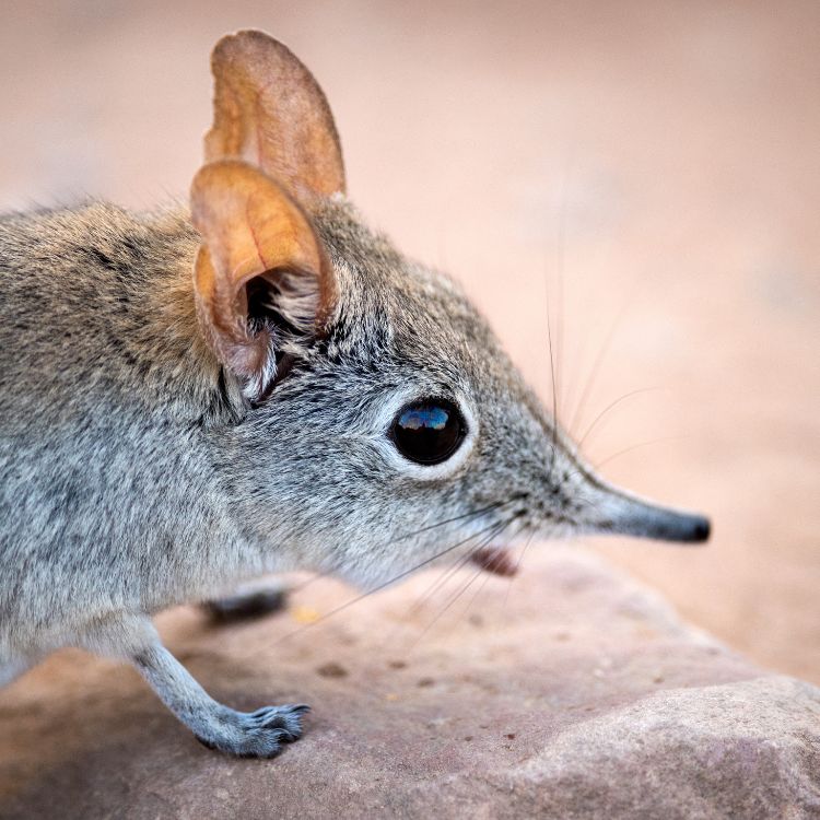 Small fast mammal with long trunk-like nose