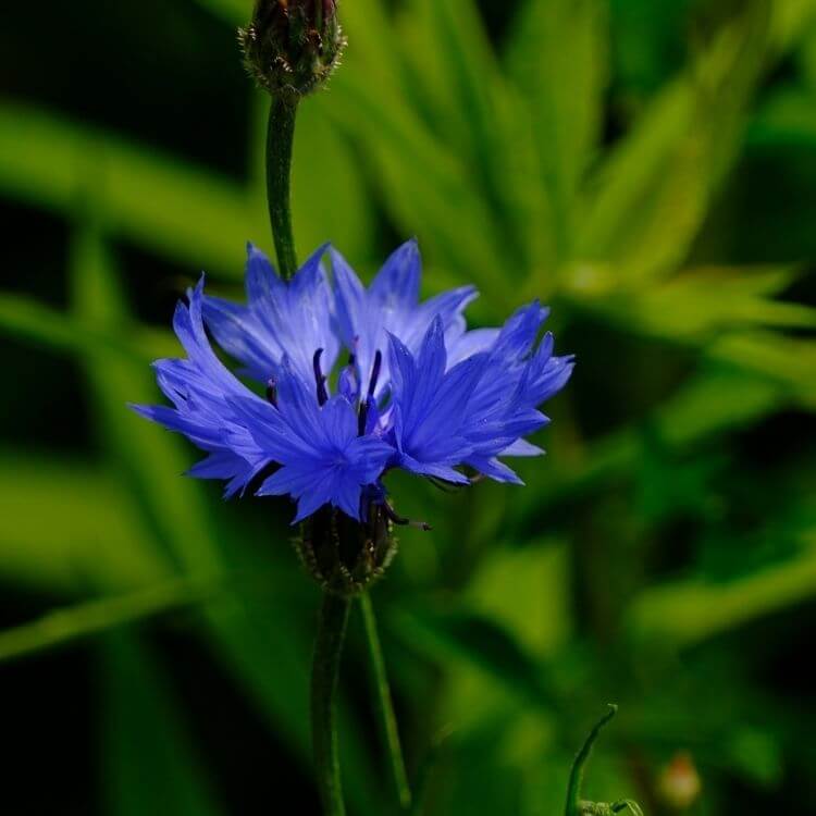 National Flower of Estonia-Cornflower