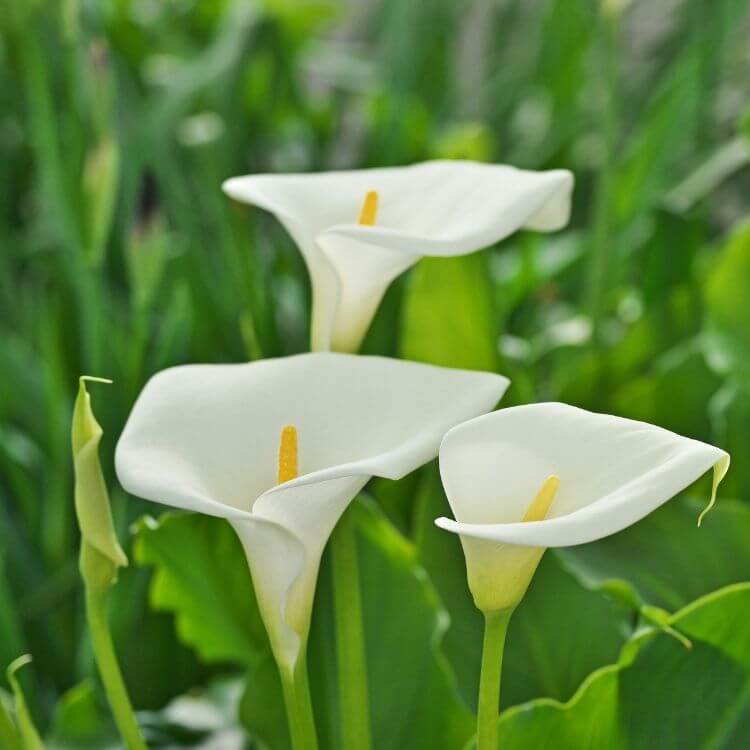 National Flower of Ethiopia-Calla Lily
