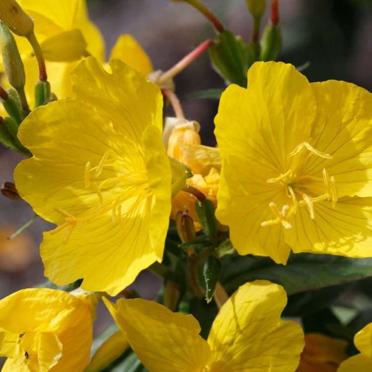 Yellow Evening primrose flowers