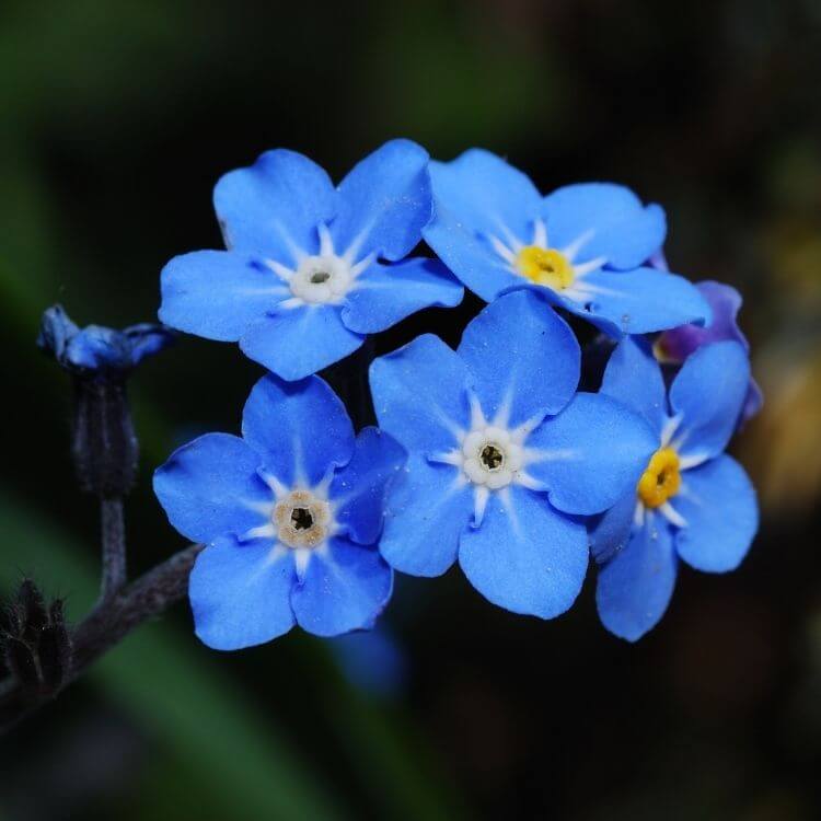 Tiny blue forget-me-not flowers cluster