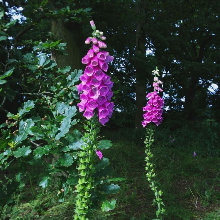 Tall pink foxglove tubular flowers