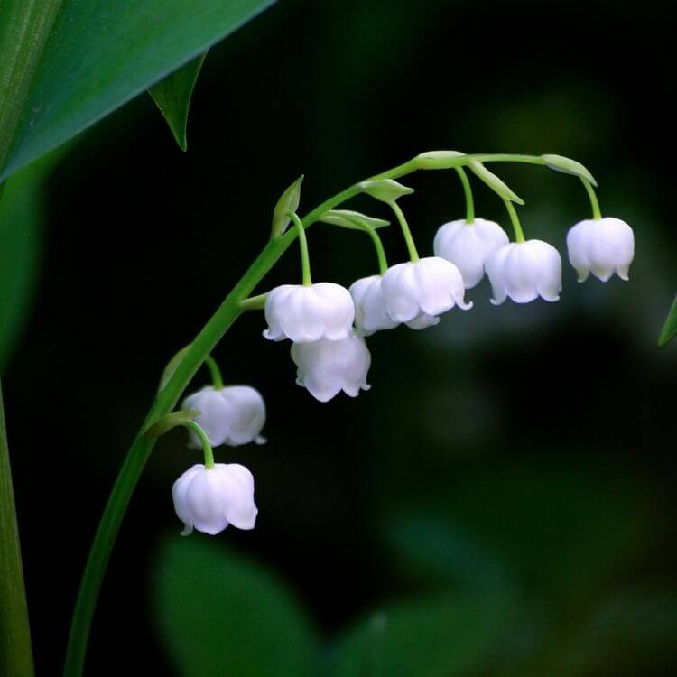 National Flower of Finland-Lily-of-the-valley
