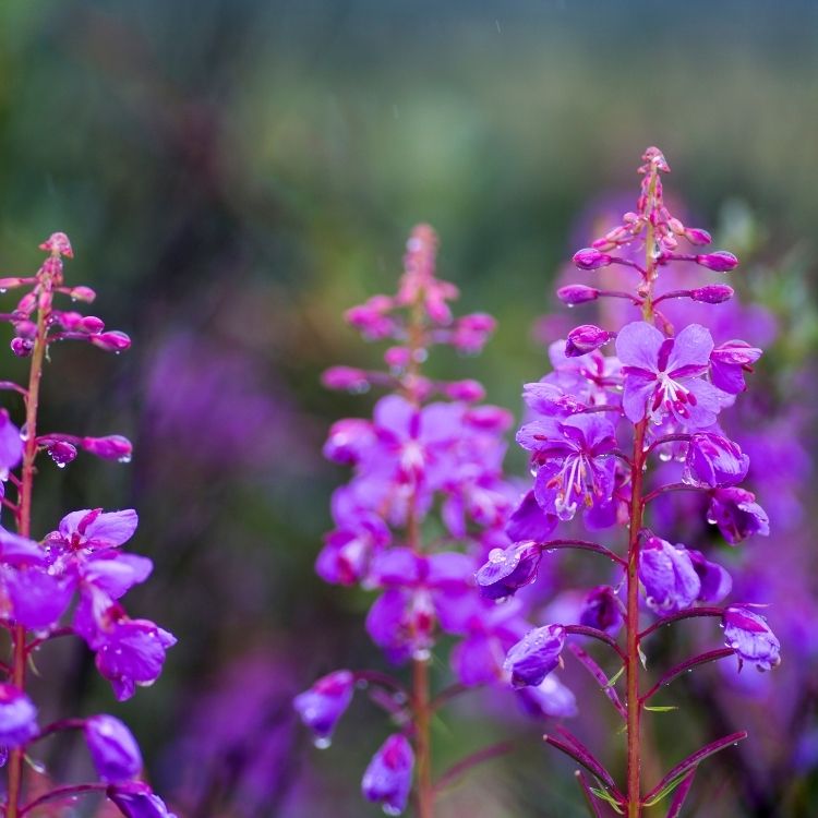 Fireweed flowers growing tall in pink spikes