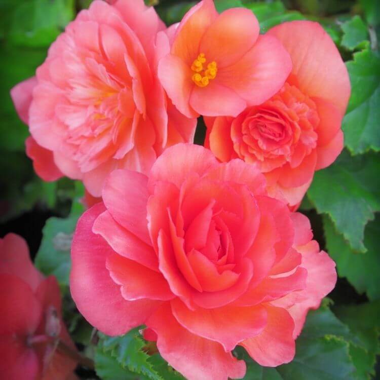 Bright begonia flowers with glossy green leaves
