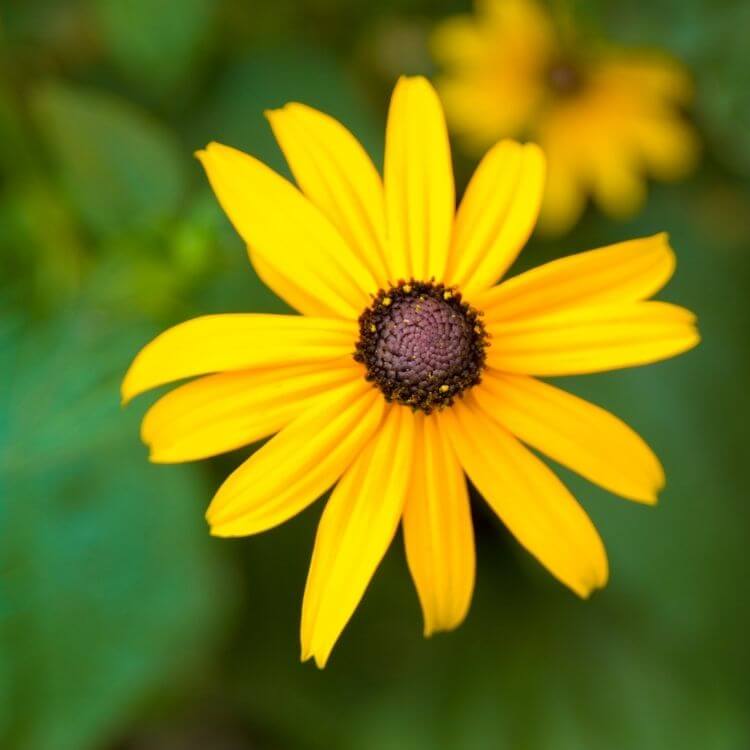 Yellow black-eyed Susan with dark center-A to Z Flowers