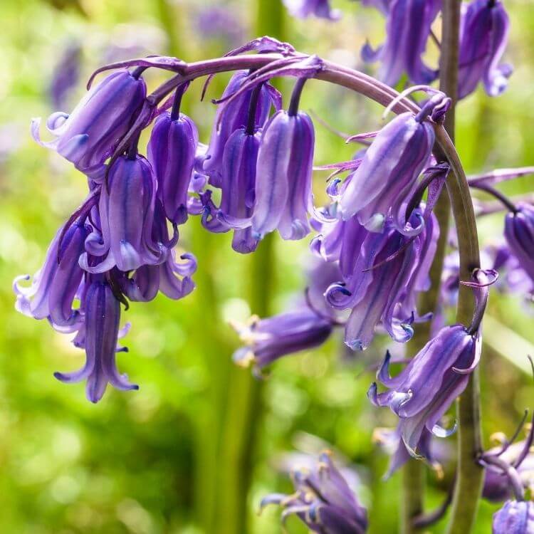 Woodland carpet of bluebell flowers