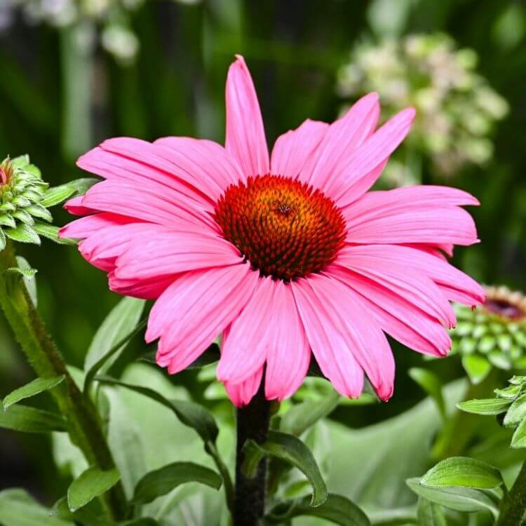 Purple echinacea cone flower-A to Z Flowers