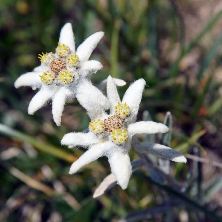 White fuzzy edelweiss alpine flower