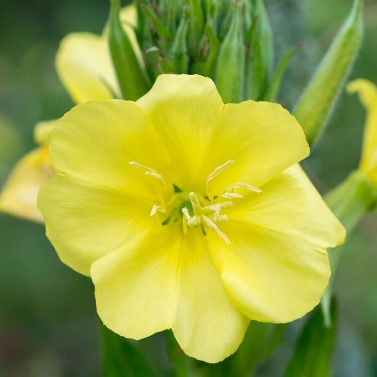 Yellow evening primrose blooming at dusk