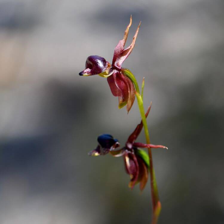 Flying Duck Orchid with curved petals mimicking a duck in mid-flight