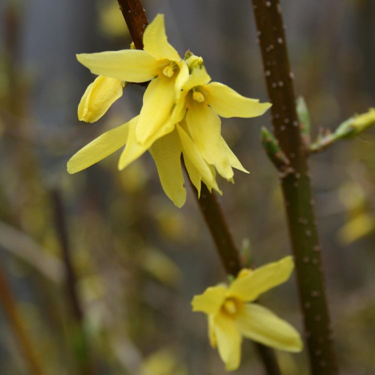 Yellow Forsythia spring flowers named after William Forsyth