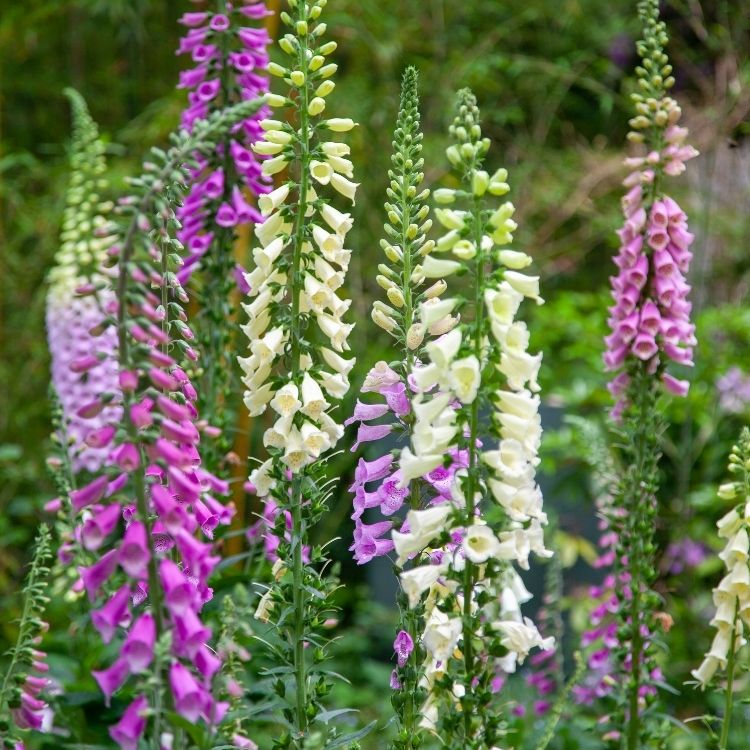 Foxglove plant with tall tube shaped flower clusters