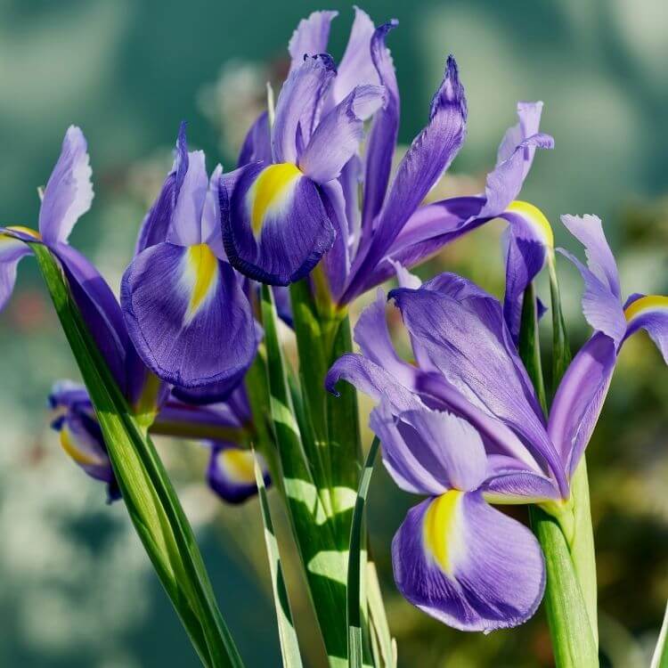 National Flower of France-Iris