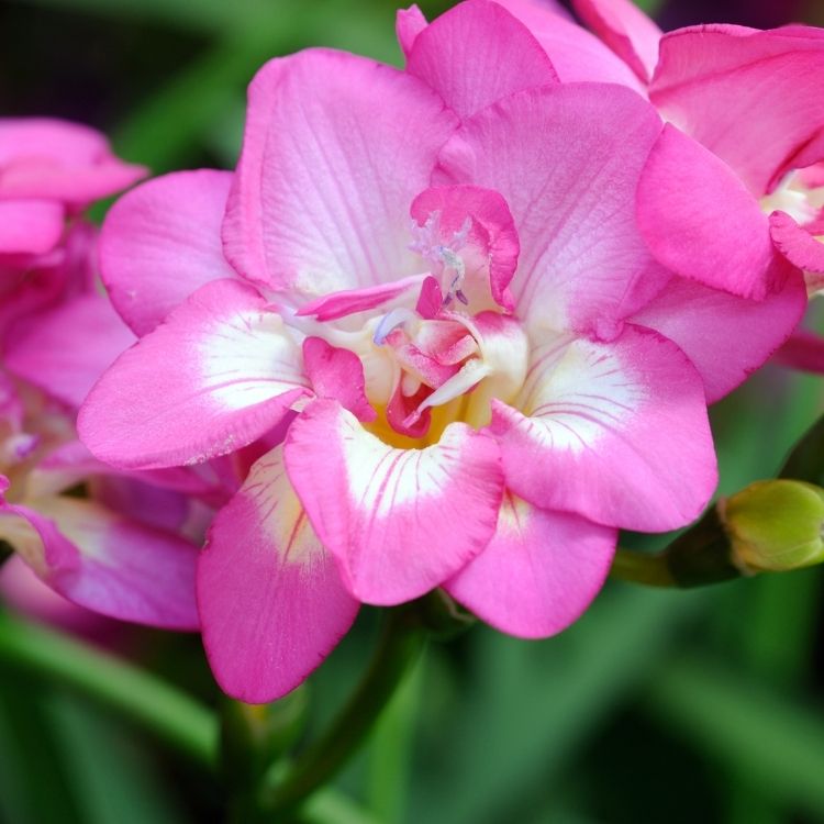 Freesia flowers with curved stems and sweet fragrance